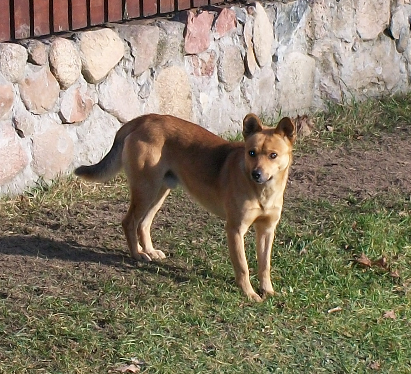 tl_files/magazyn/OGLOSZENIA/pies_06_12_2019.jpg