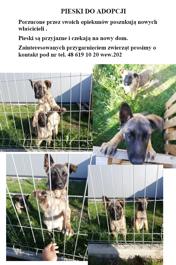tl_files/magazyn/OGLOSZENIA/pieski do adopcji 2019.10.png